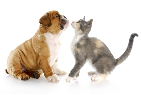 Gato ou cachorro? Confira as diferen