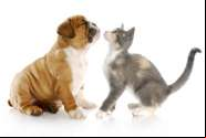 Gato ou cachorro? Confira as diferen