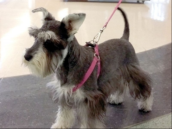Pet friendly: portas abertas para os animais
