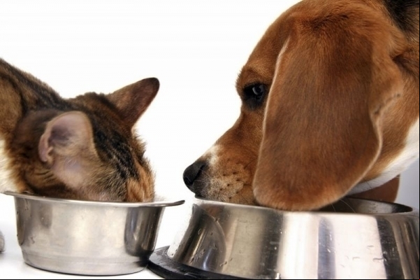 O que seu animal de estima