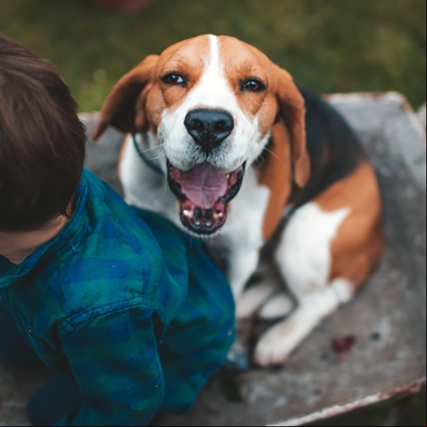 Animais de estima