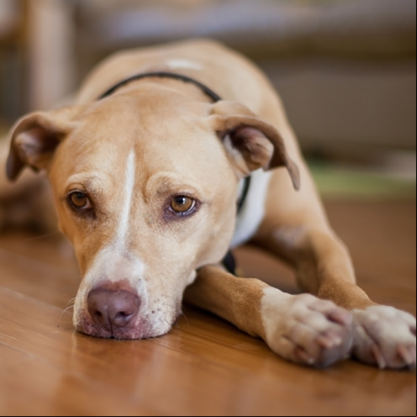 Animais ficam depressivos e cometem suic