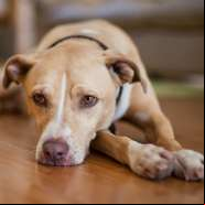 Animais ficam depressivos e cometem suic