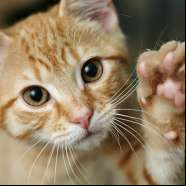 Gatos que t