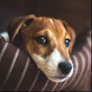 Cachorros s