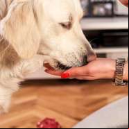 Cachorros conseguem farejar medo nas pessoas