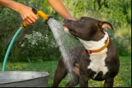 Cinco dicas de cuidados com seu pet nos dias de calor 
