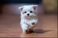 Por que cachorros pequenos vivem mais?