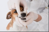 Meu cachorro precisa ir ao dentista?