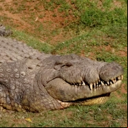 Crocodilo mais velho da hist