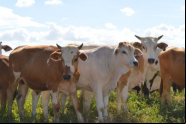 Caso de raiva bovina 